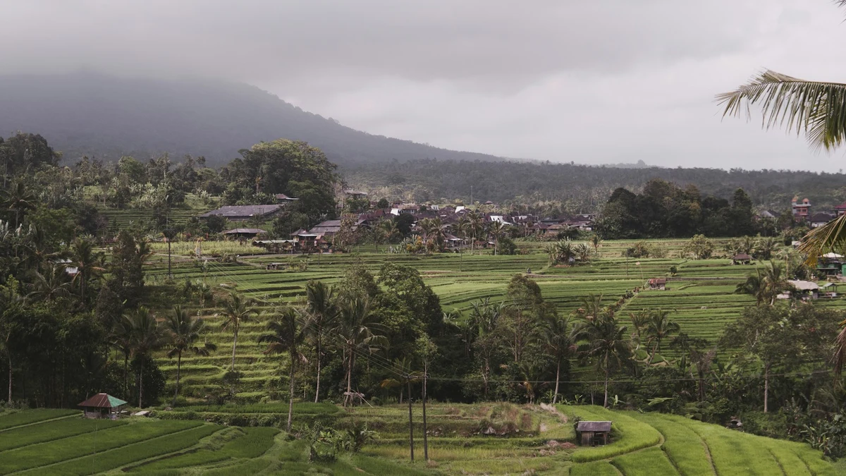 Rice terraces stepping down a hillside into morning mist, palms along the ridge