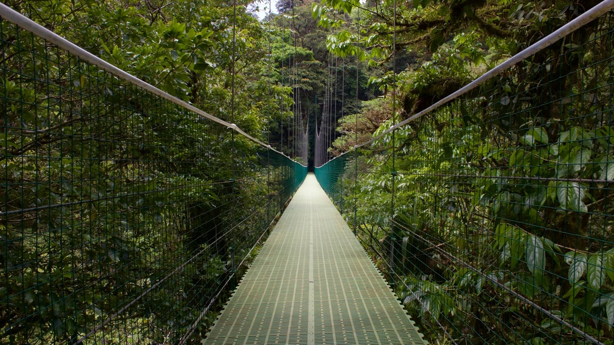 Hanging bridge with mesh sides stretching through the green canopy of the Monteverde cloud forest