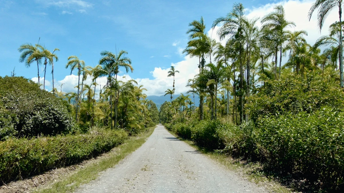 Straight gravel road between tall palm trees and green hedges under a blue sky in rural Costa Rica