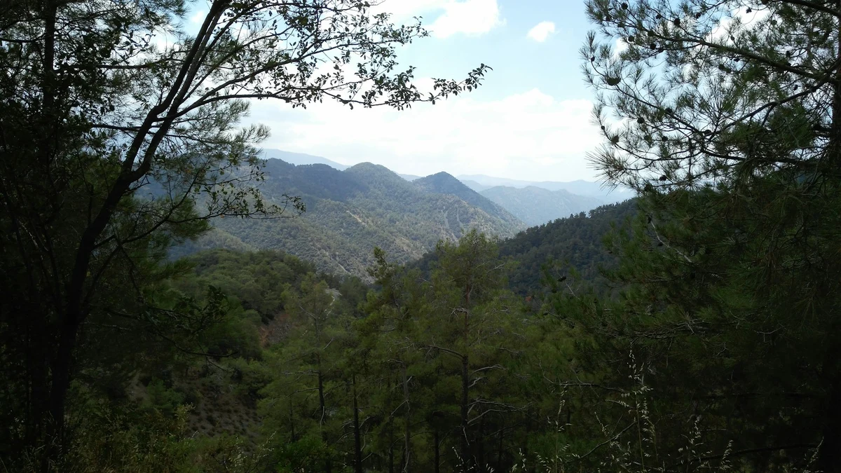 View of the forested Troodos mountain ridges in Cyprus, framed by pine branches
