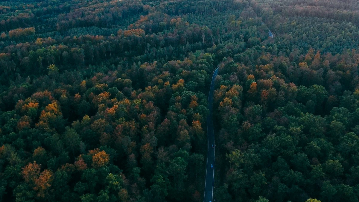 Aerial view of a narrow road running through a dense forest with the first autumn colours