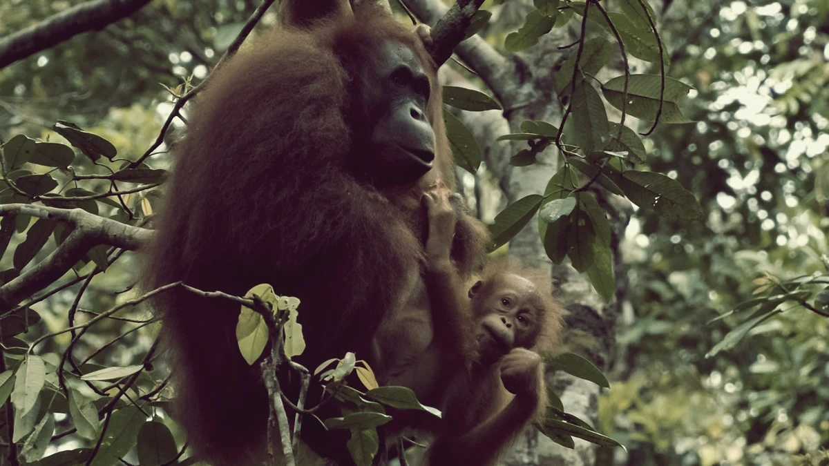 An orangutan mother holding her baby in the branches of a rainforest tree
