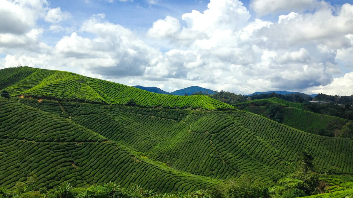 Rolling green tea plantations covering the hills of a Malaysian highland under a sky of white clouds
