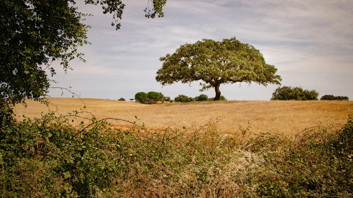 A cork oak alone on a dry golden field in the Alentejo under a wide sky